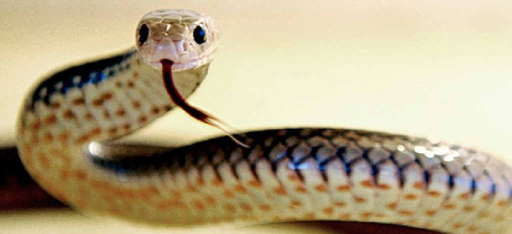 Ambulance crews are currently attending the scene of a snake bite in Kilkivan. Ambulance crews are currently attending the scene of a snake bite in Kilkivan.